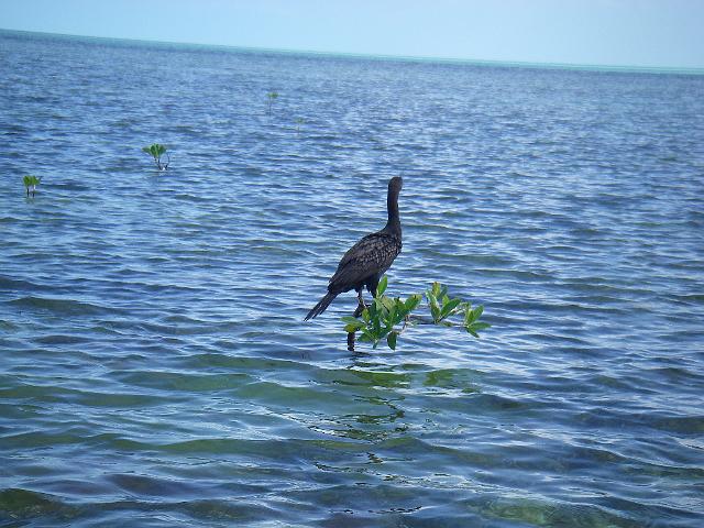 cuba 2008 067.jpg